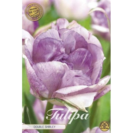 Tulpan 'Double Shake' (NEW) 7-pack